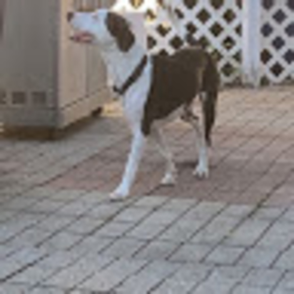 Meet your Posher, Hi